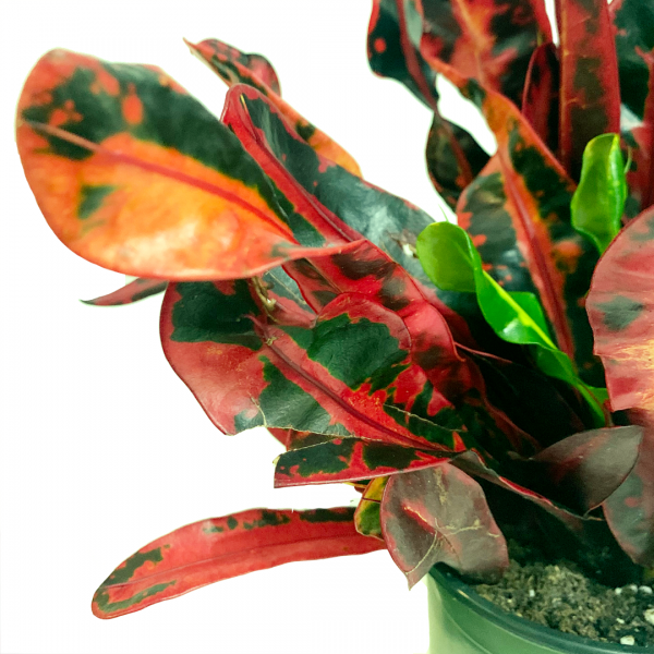 Mammy Croton - Image 2