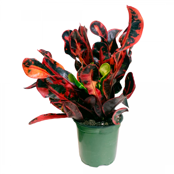 Mammy Croton