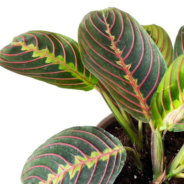 Calathea Maranta - Image 2