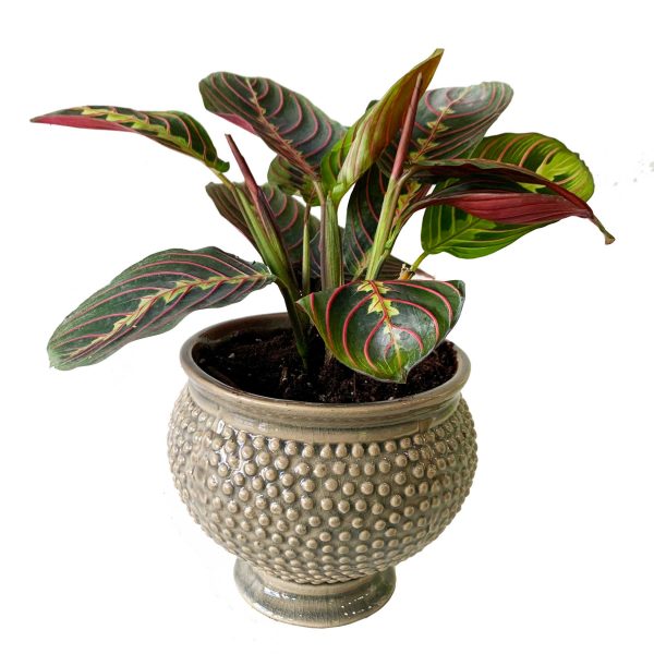Calathea Maranta