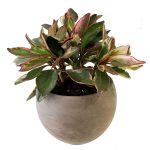 Peperomia in Astrid Pot