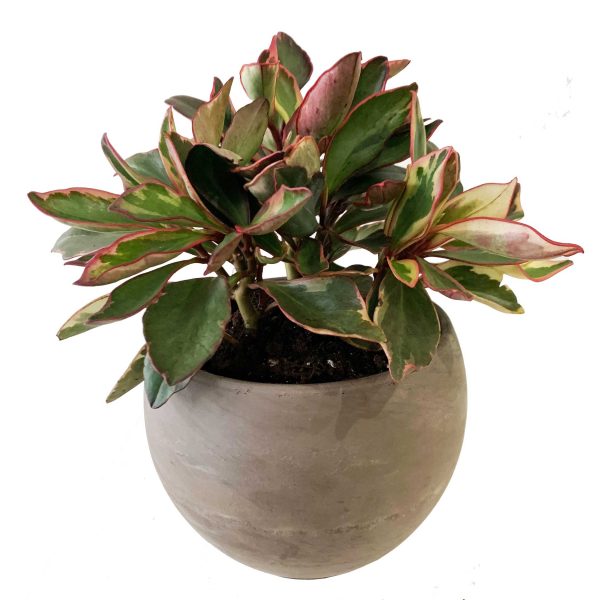 Peperomia in Astrid Pot