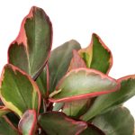 Peperomia in Astrid Pot - Image 2