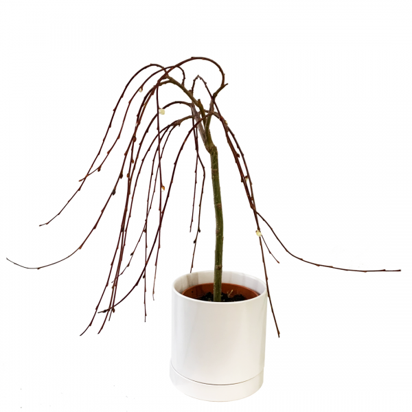 Pussy Willow