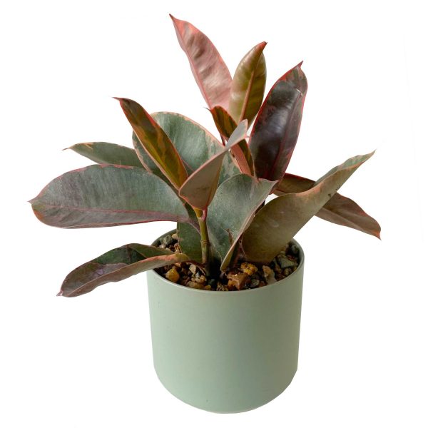 Rubber Plant, Variegated