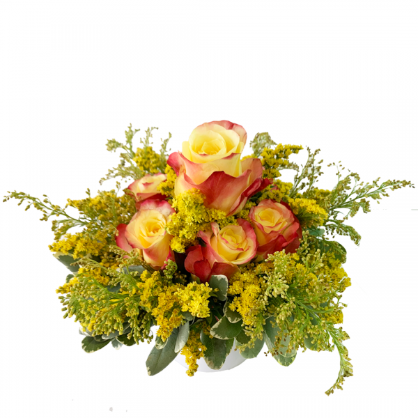Sparkling Roses in Pot