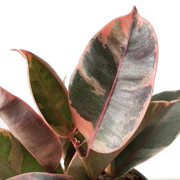 Rubber Plant, Variegated - Image 2