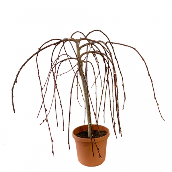 Pussy Willow - Image 3