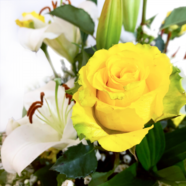 Dazzling Yellow - Image 2