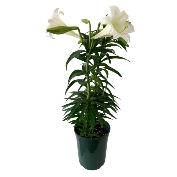 Easter Lily - Image 3