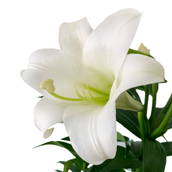 Easter Lily - Image 2