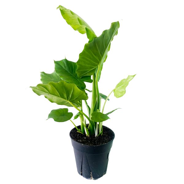 Elephant Ear