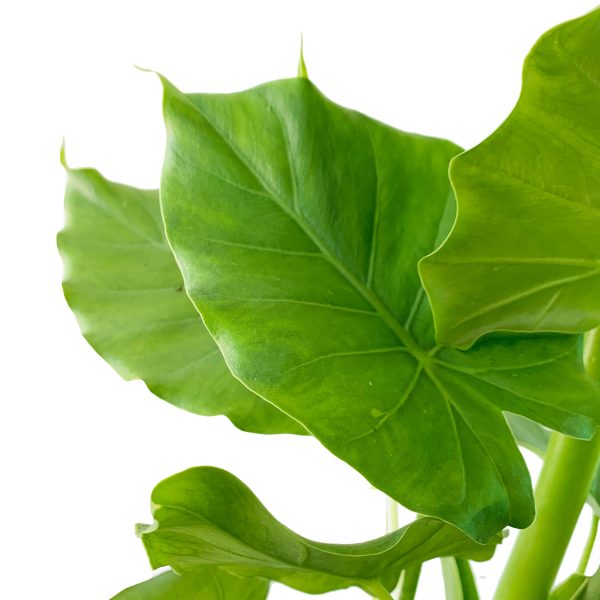Elephant Ear - Image 2