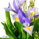 Blue Extravaganza - Image 2