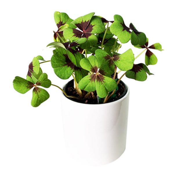 Oxalis Iron Cross