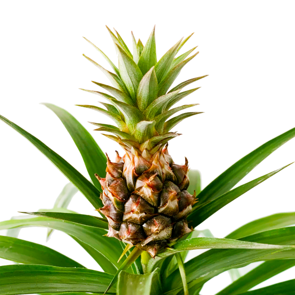 Pineapple - Image 2