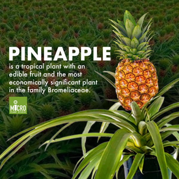Pineapple - Image 3