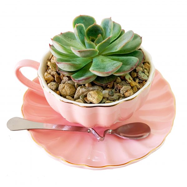 Pink Tea Cup