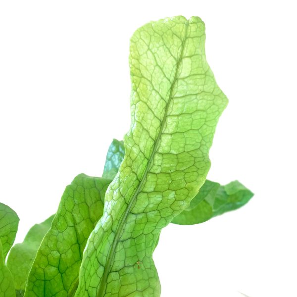 Crocodile Fern - Image 2
