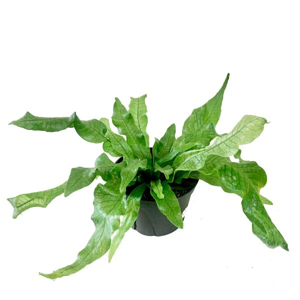 Crocodile Fern