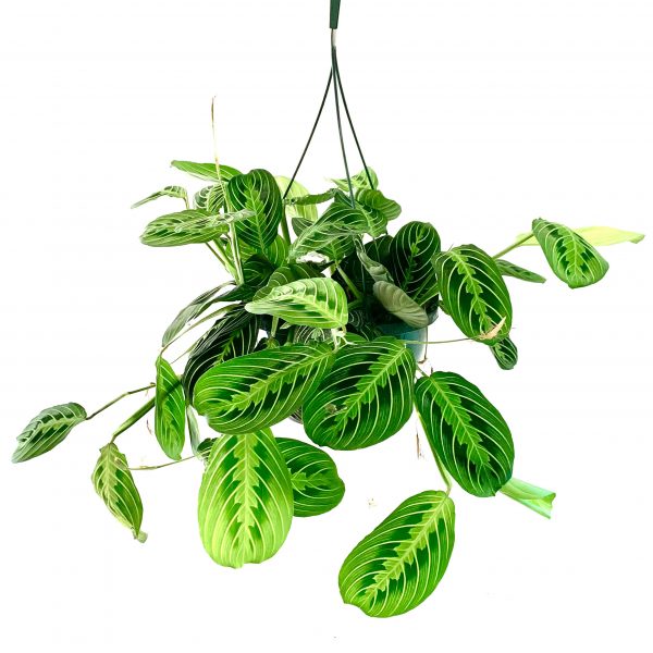 Calethea Maranta Prayer Plant: Silver Feather Maranta