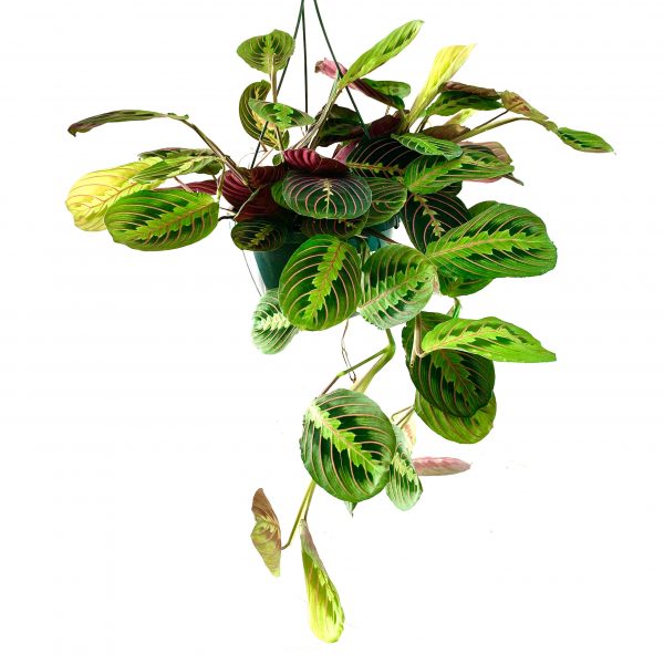 Calethea Maranta Prayer Plant: Kerchoviana Minima