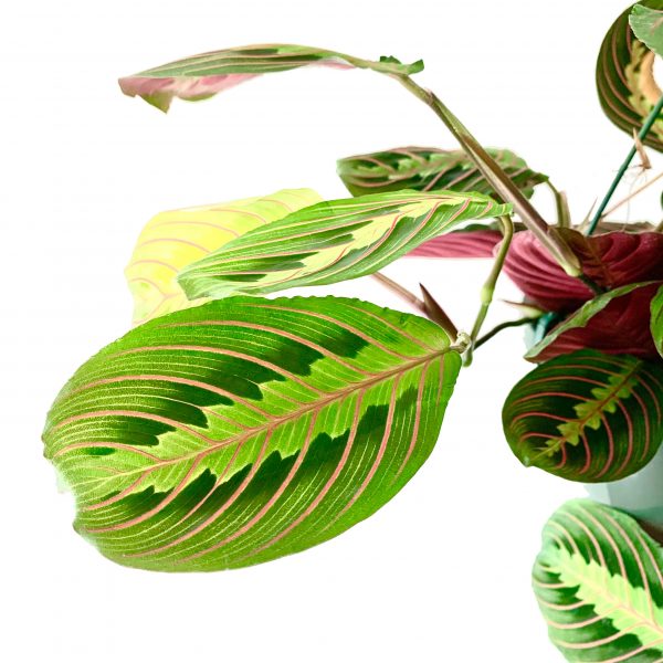 Calethea Maranta Prayer Plant: Kerchoviana Minima - Image 2