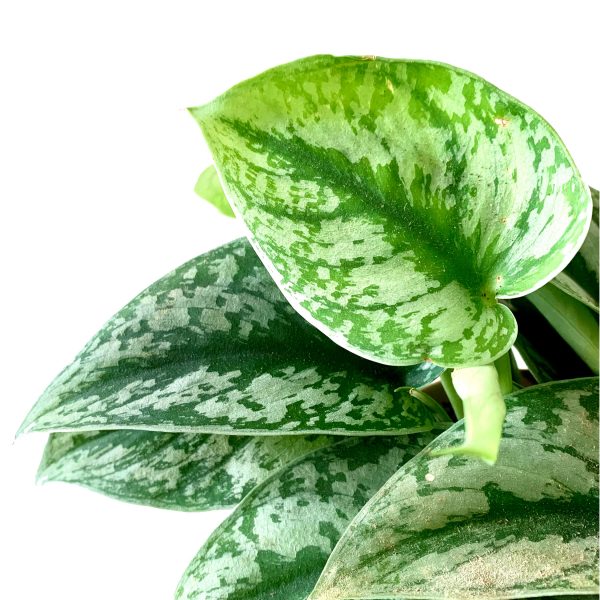 Pictus Photos in Element - Image 2