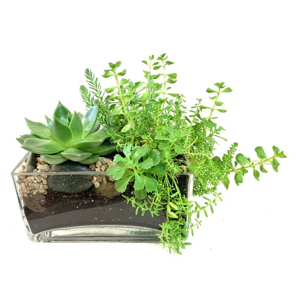 Exposed Terrarium