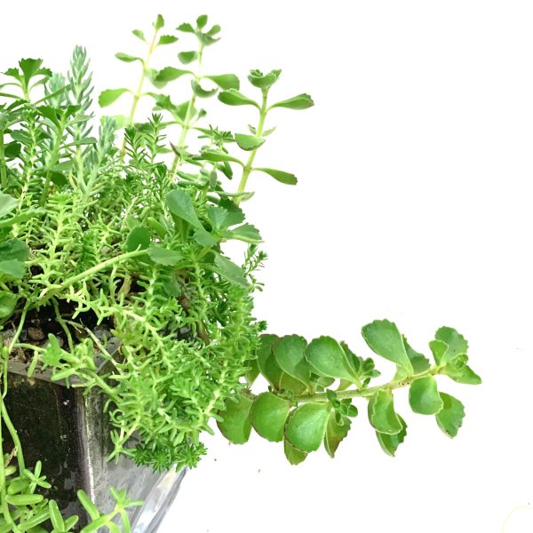 Exposed Terrarium - Image 3