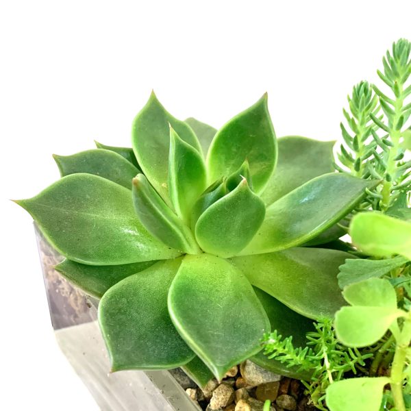 Exposed Terrarium - Image 2