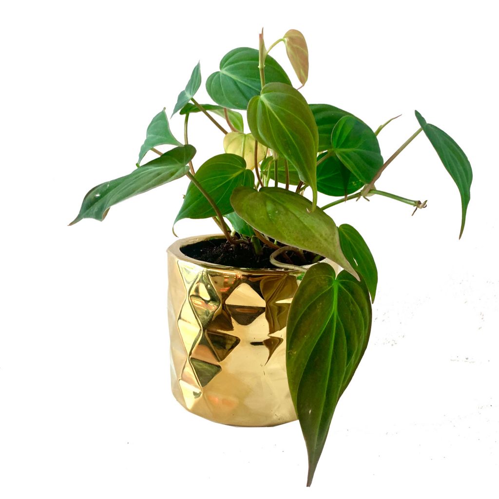 Micans Potted in Architect Pot MICRO PLANT STUDIO