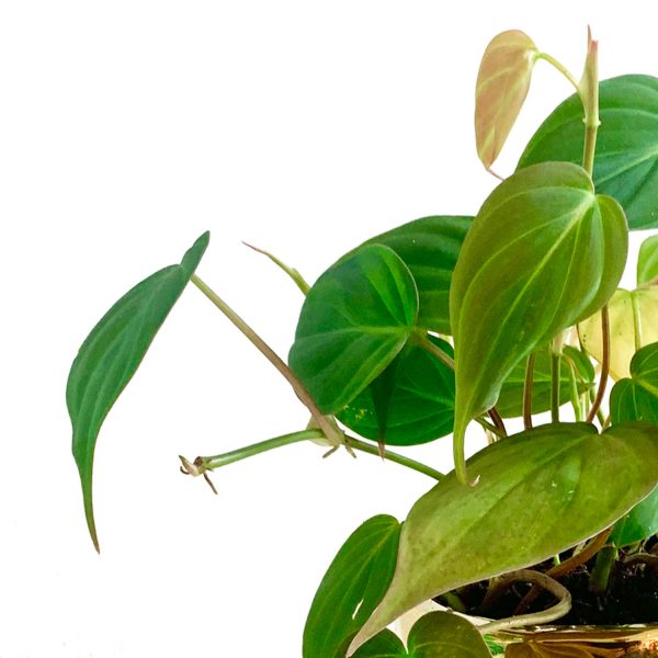 Micans Potted in Architect Pot - Image 2