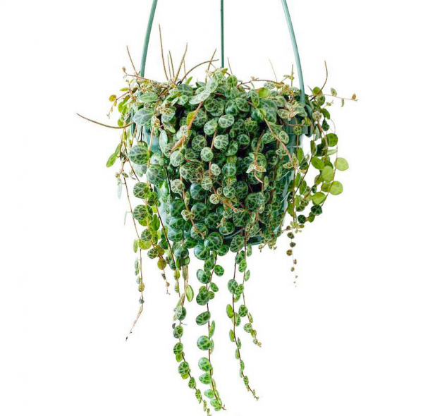 String of Turtles Hanger
