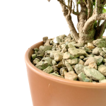 Parsley-Leaf Ming Aralia Bonsai - Image 3