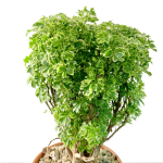 Parsley-Leaf Ming Aralia Bonsai - Image 2