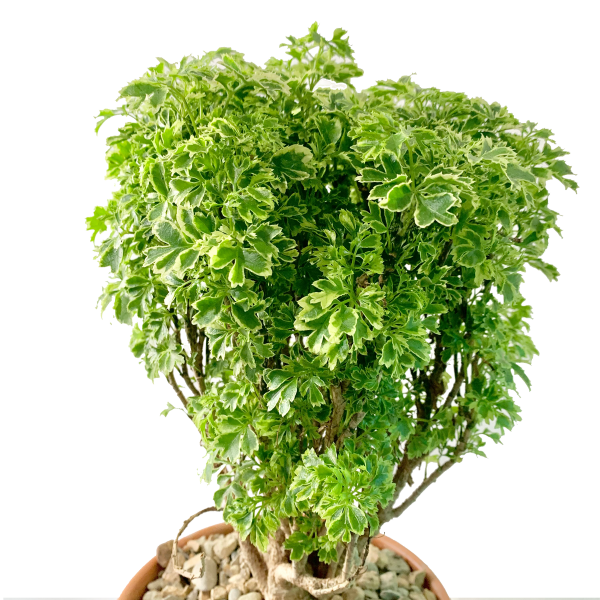 Parsley-Leaf Ming Aralia Bonsai - Image 2