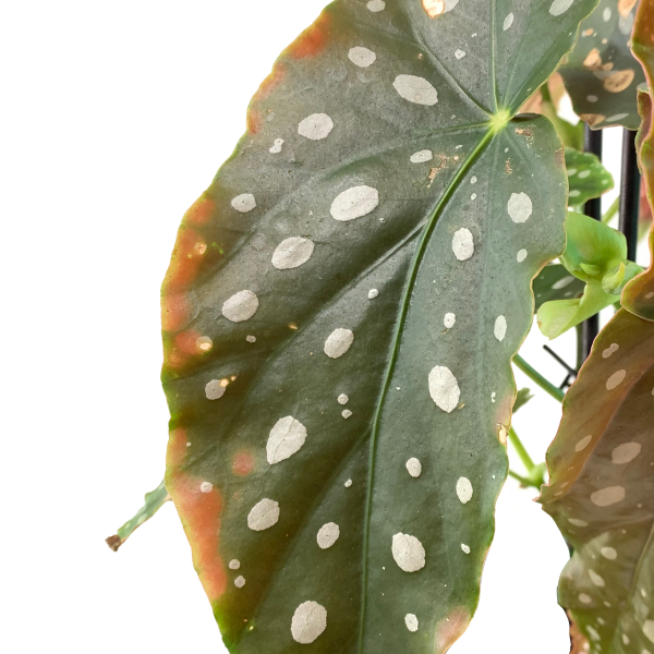 Begonia maculata Polka Dot - Image 2