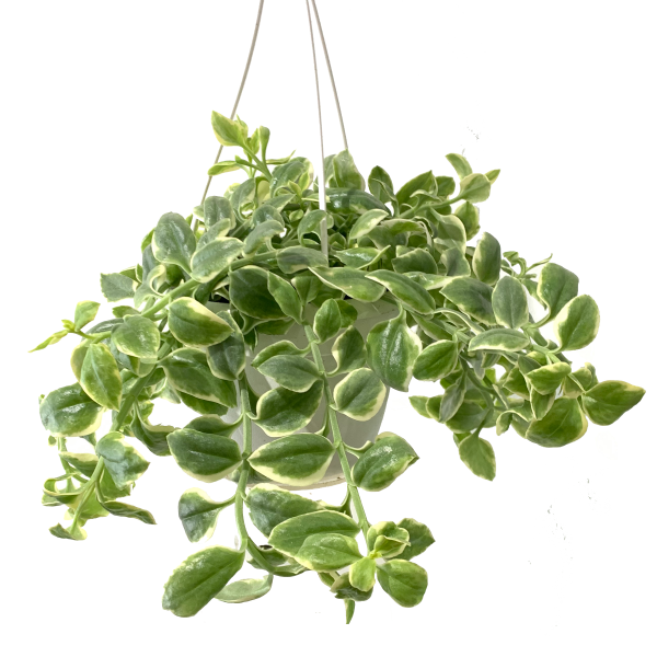 Mezoo Trailing Red Hanger