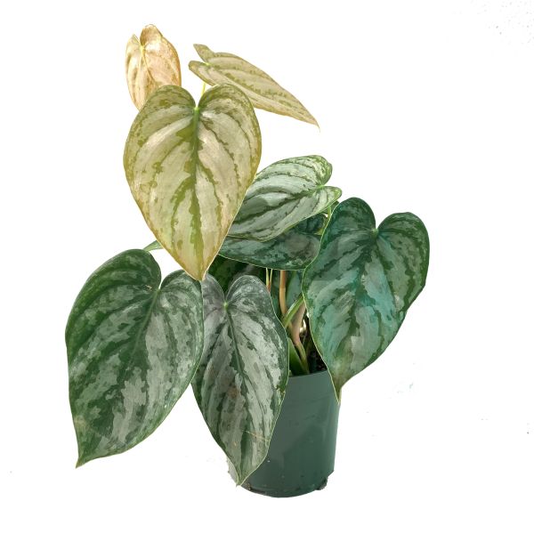Philodendron 'Brandi'