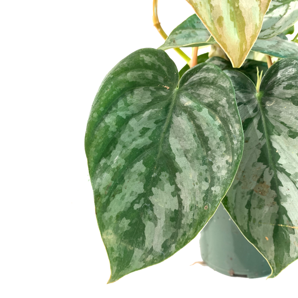 Philodendron 'Brandi' - Image 2