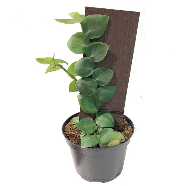 Philodendron Rhaphidophora korthalsii