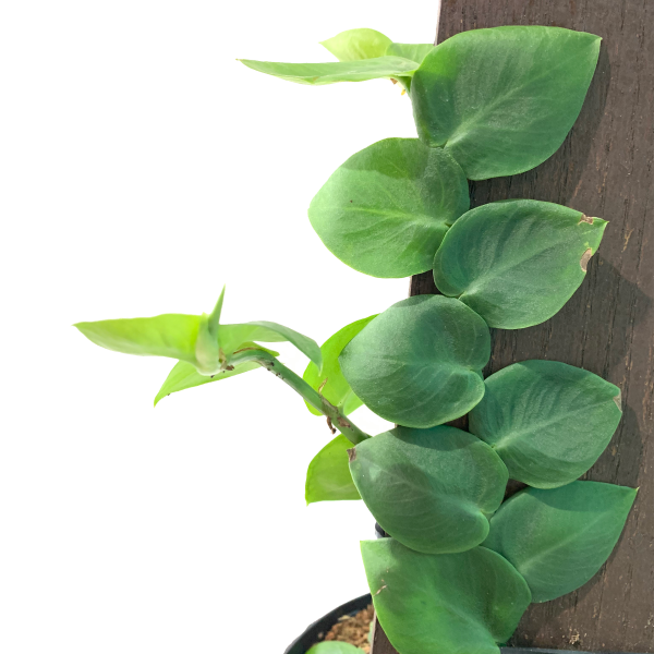 Philodendron Rhaphidophora korthalsii - Image 2