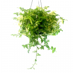 Variegated White Wandering Jew Hanger 8" Hanger