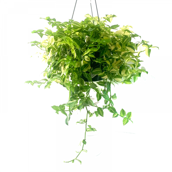 Variegated White Wandering Jew Hanger 8" Hanger