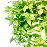 Variegated White Wandering Jew Hanger 8" Hanger - Image 2