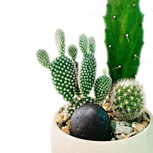 Mini Terrarium Cacti - Image 3