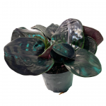 Geogenanthus Ciliatus 6"