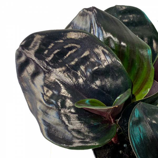 Geogenanthus Ciliatus 6" - Image 2