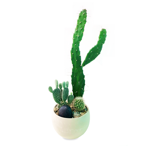 Mini Terrarium Cacti - Image 2